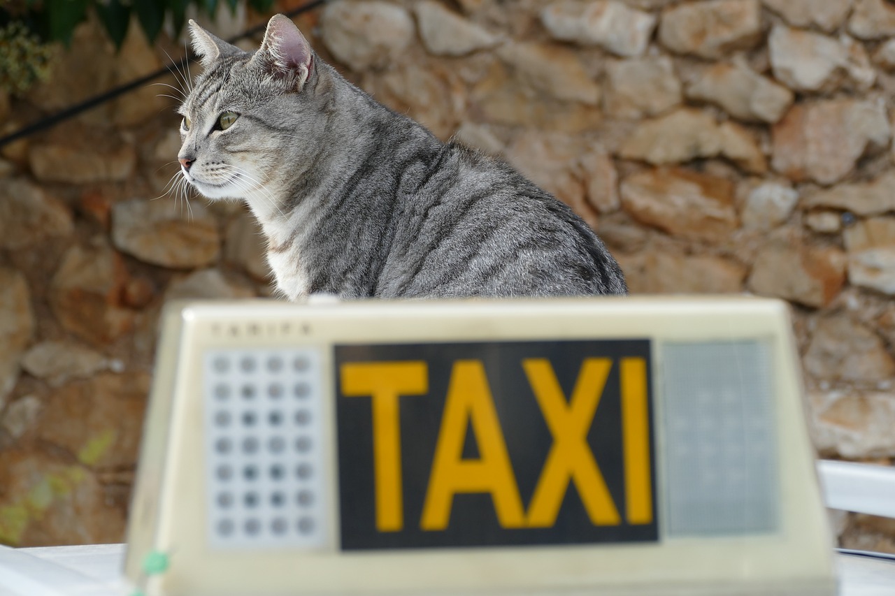 ข้อมูลผู้บริการรับส่งสัตว์เลี้ยง / Pet Taxi / Pet Car
