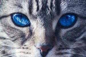 ทาสแมวรู้ไหม?…สีตาของแมวบอกอะไรได้มากกว่าที่คุณคิด…