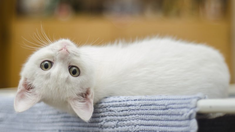 งานวิจัยตอกย้ำแมวรู้จักชื่อตัวเอง แต่อาจแสร้งไม่สนใจ -BBCไทย