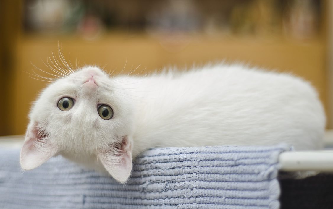 งานวิจัยตอกย้ำแมวรู้จักชื่อตัวเอง แต่อาจแสร้งไม่สนใจ -BBCไทย