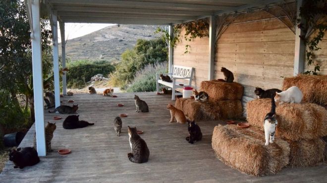 ทาสแมวแห่สมัครงานคนเลี้ยงแมวบนเกาะสวรรค์ของกรีซ-ข่าวBBC