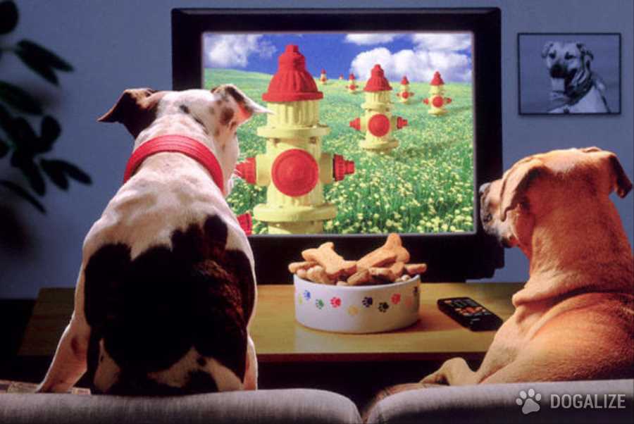 รู้ยัง…เดี๋ยวนี้สุนัขสามารถดูทีวีรู้เรื่องแล้วนะ