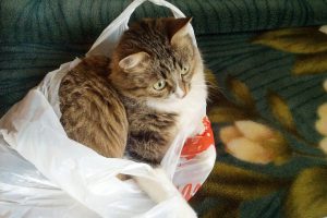 ทาสแมวต้องรู้!…ทำไมแมวชอบแทะกินถุงพลาสติก?
