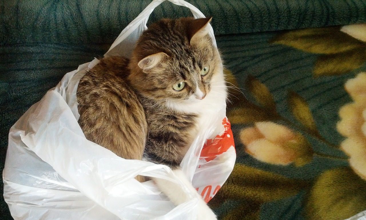 ทาสแมวต้องรู้!…ทำไมแมวชอบแทะกินถุงพลาสติก?