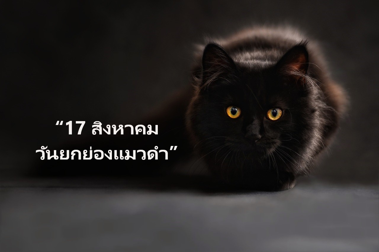“17 สิงหาคม วันยกย่องแมวดำ”