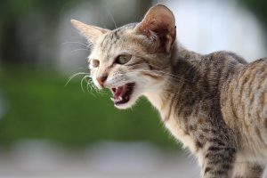 จริงดิ…เชื้อปรสิตเปลี่ยนพฤติกรรม “ทาสแมว” ให้เป็นคนกล้าเสี่ยงมากขึ้น!-ข่าว BBC