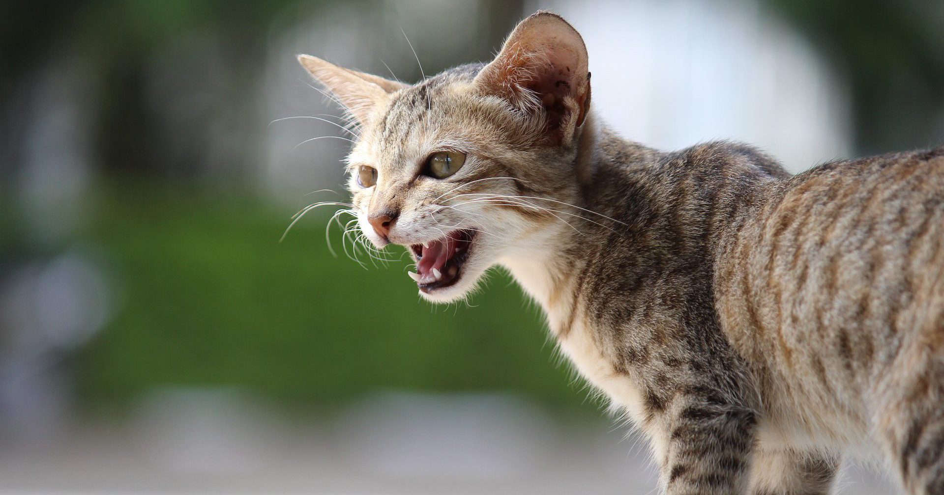 จริงดิ…เชื้อปรสิตเปลี่ยนพฤติกรรม “ทาสแมว” ให้เป็นคนกล้าเสี่ยงมากขึ้น!-ข่าว BBC