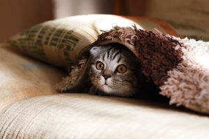 “โรคทางเดินปัสสาวะส่วนล่างในแมว (FLUTD)” โรคยอดฮิตของแมวตัวผู้