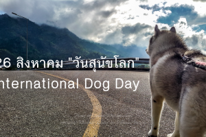 26 สิงหาคม วันสุนัขโลก (International Dog Day)