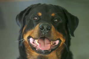 รอตไวเลอร์ (Rottweiler) เจ้ายักษ์ใหญ่จอมพลัง