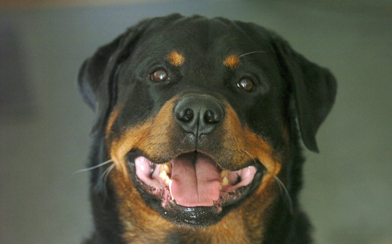 รอตไวเลอร์ (Rottweiler) เจ้ายักษ์ใหญ่จอมพลัง