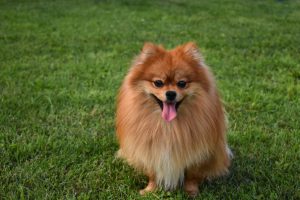 ปอมเมอราเนียน (Pomeranian)…เจ้าตัวเล็กตาหวานเยิ้ม