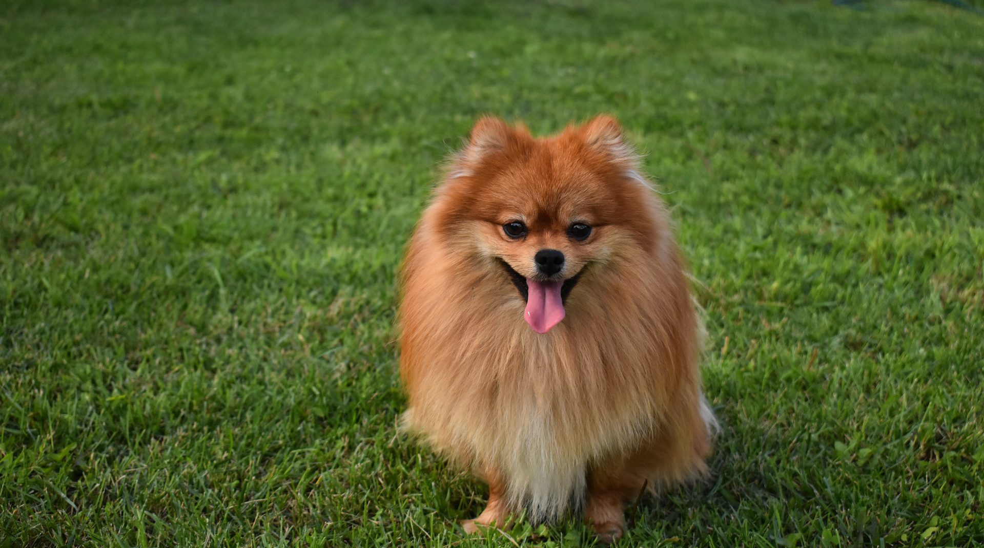 ปอมเมอราเนียน (Pomeranian)…เจ้าตัวเล็กตาหวานเยิ้ม