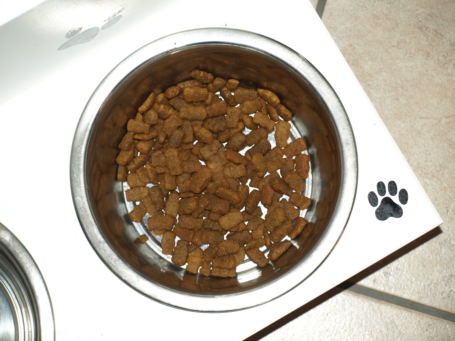 5 คำถาม “การให้อาหารสุนัขและแมว”