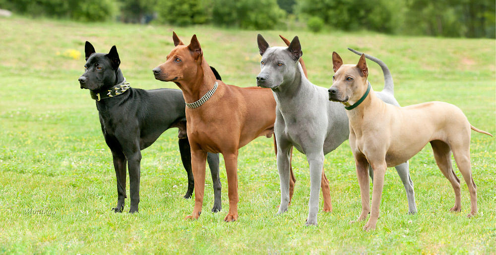 ไทยหลังอาน (Thai Ridgeback) สุนัขไทยแท้ งามสง่า น่าเกรงขาม