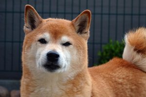 ชิบะ (Shiba) สุนัขแห่งเมืองซามูไร