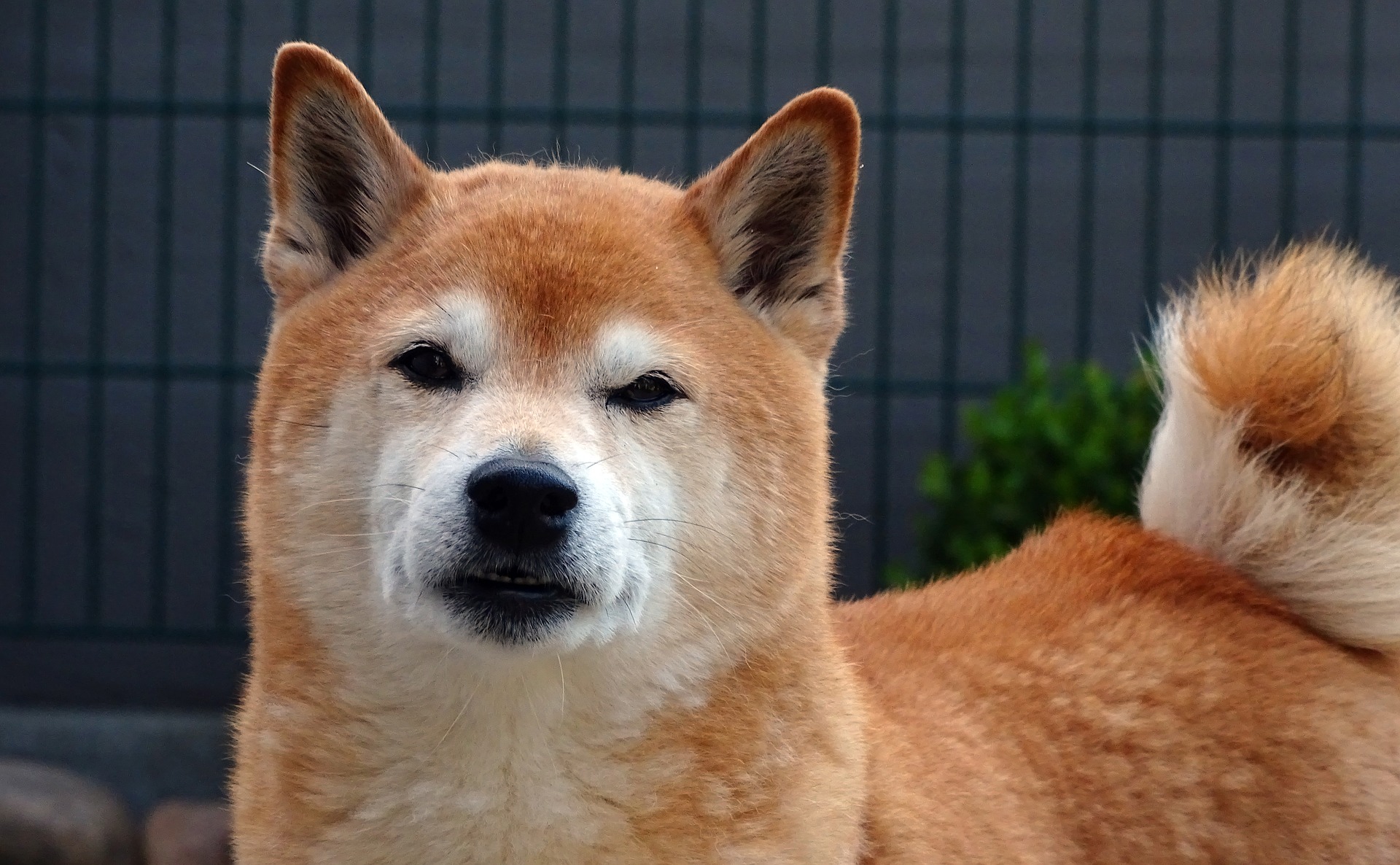 ชิบะ (Shiba) สุนัขแห่งเมืองซามูไร