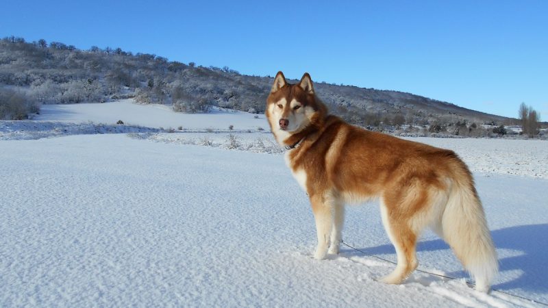 ไซบีเรียนฮัสกี (Siberian Husky) เจ้าชายแห่งป่าหิมะ