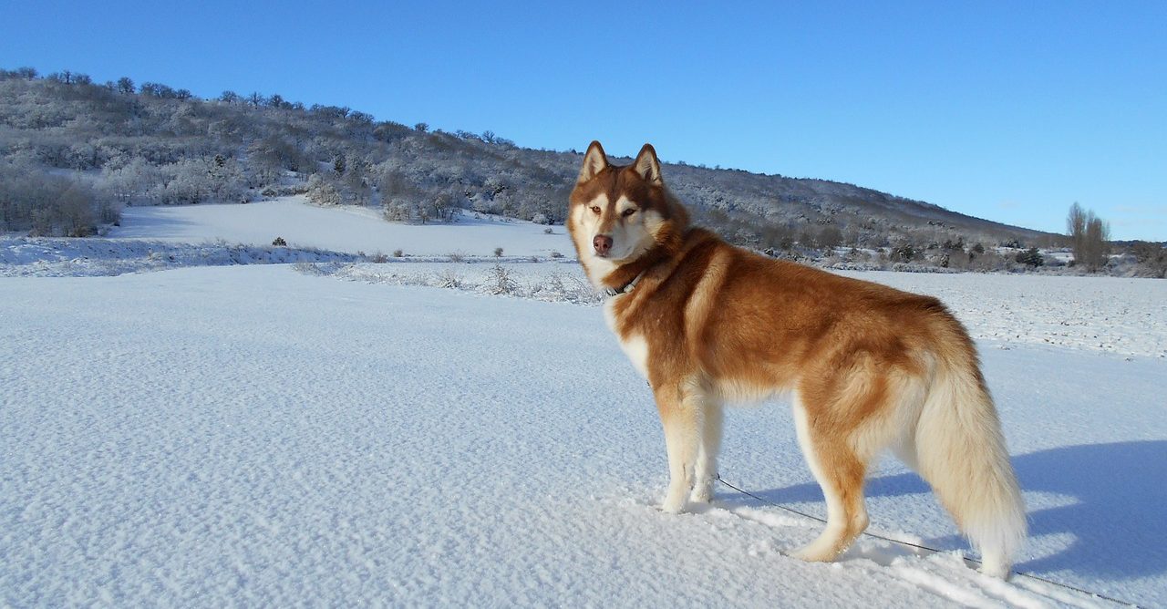 ไซบีเรียนฮัสกี (Siberian Husky) เจ้าชายแห่งป่าหิมะ