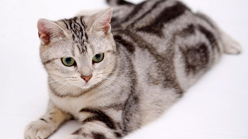 แมวพันธุ์อเมริกัน ช็อทแฮร์ (American shorthair)