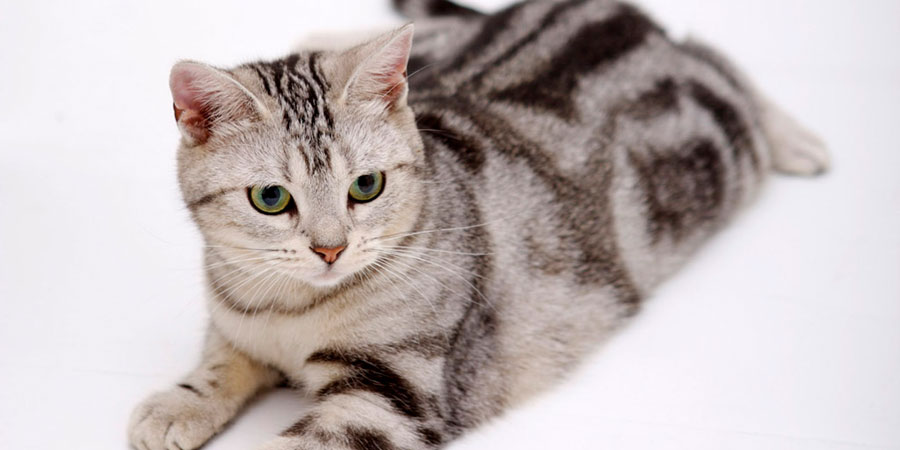 แมวพันธุ์อเมริกัน ช็อทแฮร์ (American shorthair)