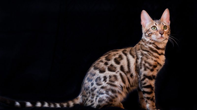 แมวพันธุ์เบงกอล (Bengal House Cat)