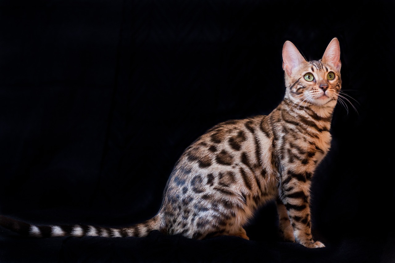 แมวพันธุ์เบงกอล (Bengal House Cat)