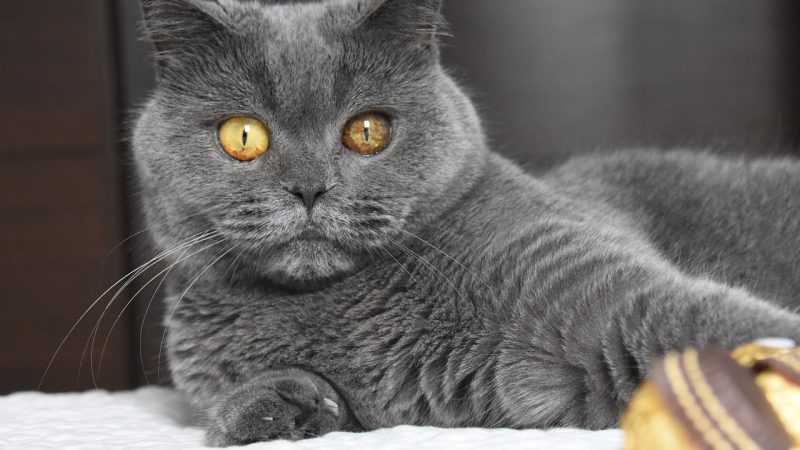 แมวพันธุ์บิชติช ชอทแฮร์ (British Shorthair)