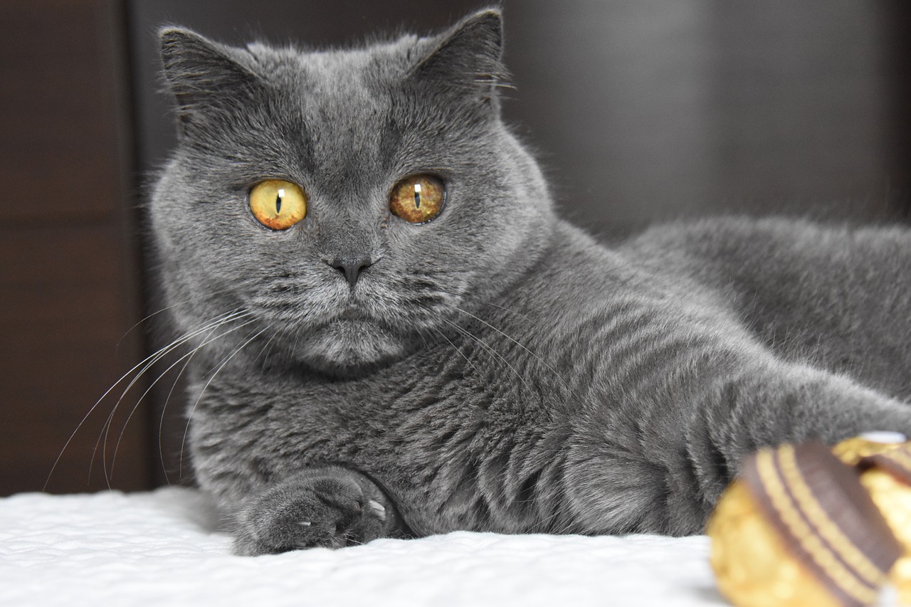 แมวพันธุ์บิชติช ชอทแฮร์ (British Shorthair)