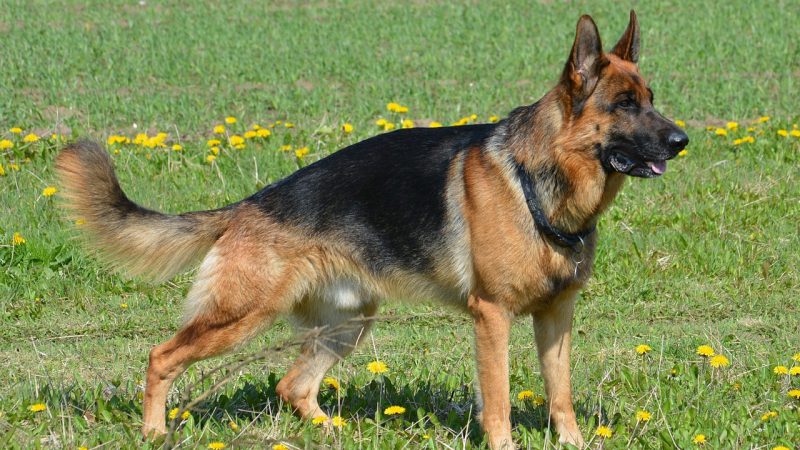 เยอรมัน เชพเพิร์ด (German Shepherd) สุนัขตำรวจแห่งเยอรมัน