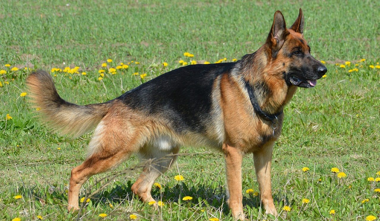 เยอรมัน เชพเพิร์ด (German Shepherd) สุนัขตำรวจแห่งเยอรมัน
