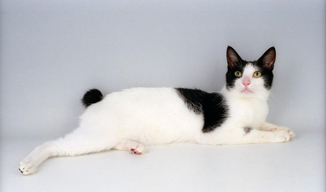 แมวพันธุ์เจแปนนิส บ็อบเทล (Japanese Bobtail)