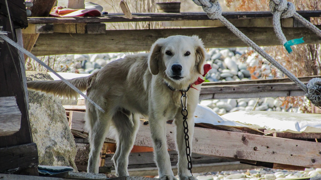 เหตุใดสุนัขจึงทำร้ายเจ้าของตัวเอง? -BBCไทย