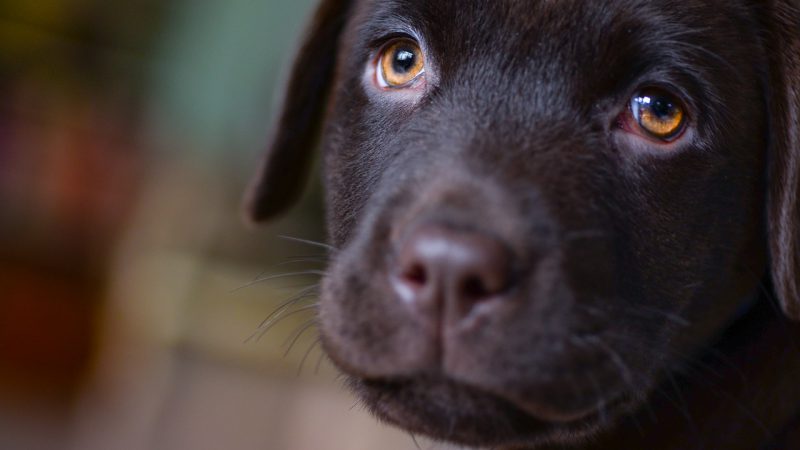 วันสุนัขโลก: หมาหลั่งน้ำตาแห่งความสุขเพื่อสื่อสาร-สร้างความผูกพันกับเจ้าของ