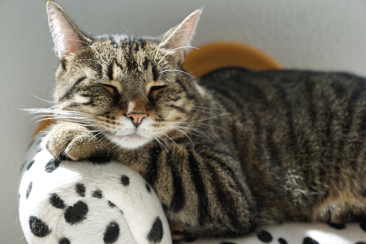 งานวิจัยเผยเพลงแบบไหนแมวชอบฟังเมื่อครั้งไปหาหมอ-BBCไทย