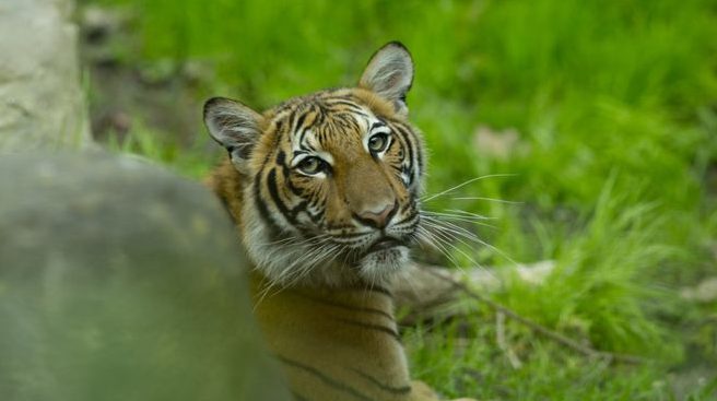 โควิด-19 : เสือโคร่งมลายูในสวนสัตว์นครนิวยอร์กติดเชื้อไวรัสโคโรนาสายพันธุ์ใหม่-BBCไทย