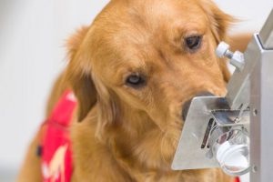 อังกฤษเริ่มการวิจัยเพื่อหาว่าสุนัขสามารถดมกลิ่นหาผู้ติดเชื้อไวรัสโคโรนาสายพันธุ์ใหม่ได้ไหม