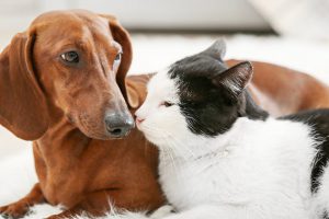 แนะนำสุนัขตัวใหม่ให้รู้จักกับแมวและสัตว์เลี้ยงชนิดอื่น