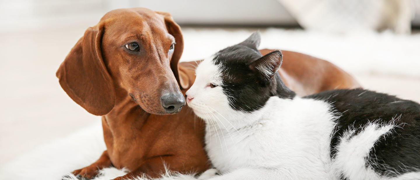แนะนำสุนัขตัวใหม่ให้รู้จักกับแมวและสัตว์เลี้ยงชนิดอื่น
