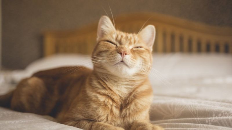 นักวิทยาศาสตร์แนะนำเทคนิค “กะพริบตาช้า ๆ” ช่วยผูกมิตรกับแมว