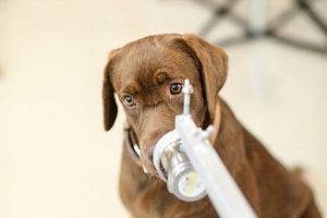 จุฬาฯ เผยผลทดสอบ สุนัขดมกลิ่นหาเชื้อโควิด จากคณะสัตวแพทย์ฯ