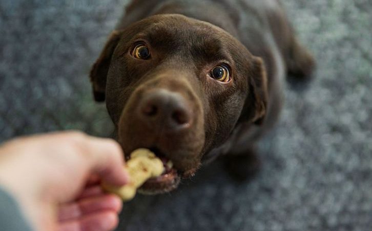 ผลทดลองพบสุนัขหวงของกินสุดชีวิต ไม่ยอมแบ่งให้คนแม้จะเป็นฝ่ายให้อาหารก่อนก็ตาม