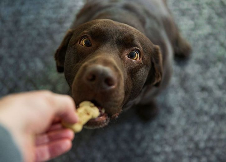ผลทดลองพบสุนัขหวงของกินสุดชีวิต ไม่ยอมแบ่งให้คนแม้จะเป็นฝ่ายให้อาหารก่อนก็ตาม