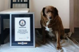 กินเนสส์เวิลด์เรคคอร์ดส์ : น้องหมาโปรตุเกสทำสถิติใหม่อายุยืนที่สุดในโลก
